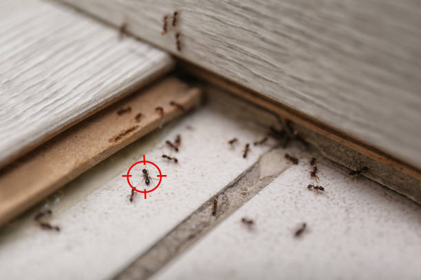 Best Pest Control for Restaurants  in Olympia Fields, IL