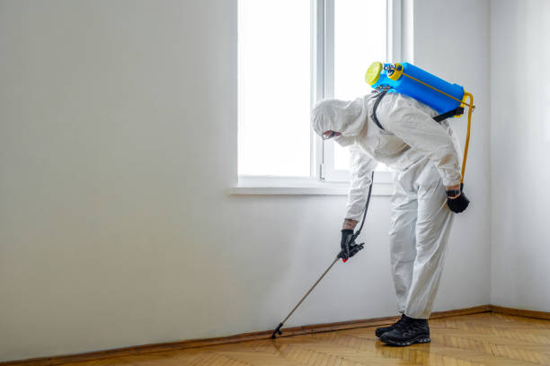 Best Rat Extermination Near Me  in Olympia Fields, IL