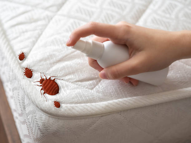 Best Wasp Removal Services  in Olympia Fields, IL