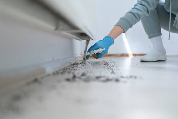Best Wasp Removal Services  in Olympia Fields, IL
